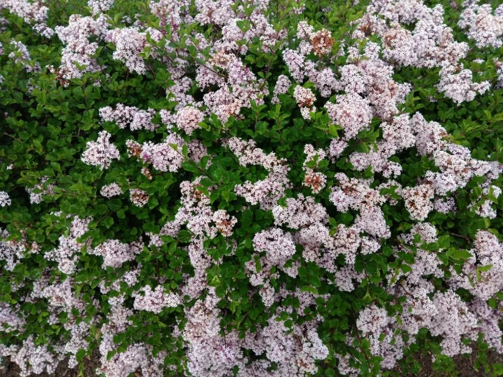 Top-rated residential landscaping in Carpentersville, IL - Rey's Landscaping & LO