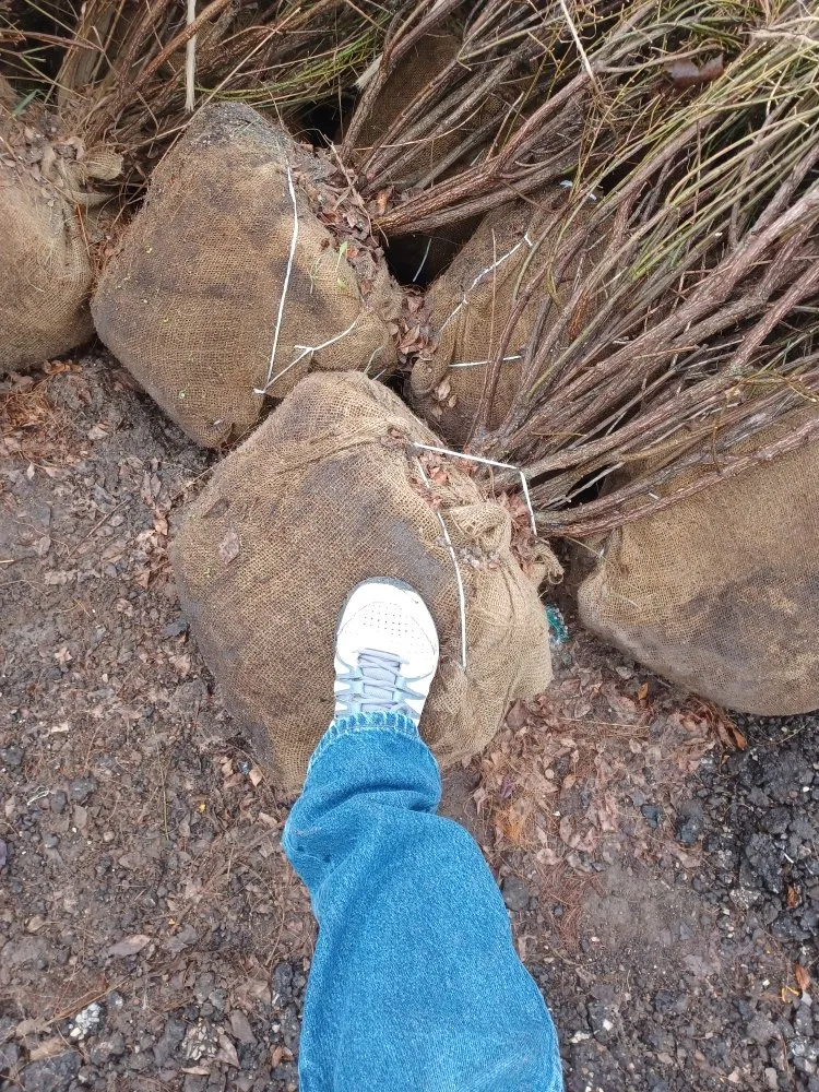 Trusted lawn mowing service in Carpentersville, IL by Rey's Landscaping & LO