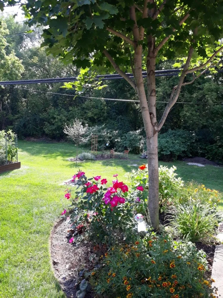 Top-rated landscape installation in Carpentersville, IL - Rey's Landscaping & LO