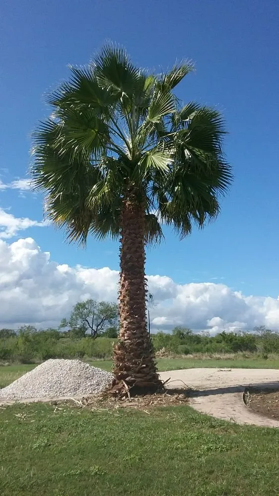 Top-rated outdoor landscaping for outdoor upgrades across Devine, TX - Rey's Lawn & Landscaping