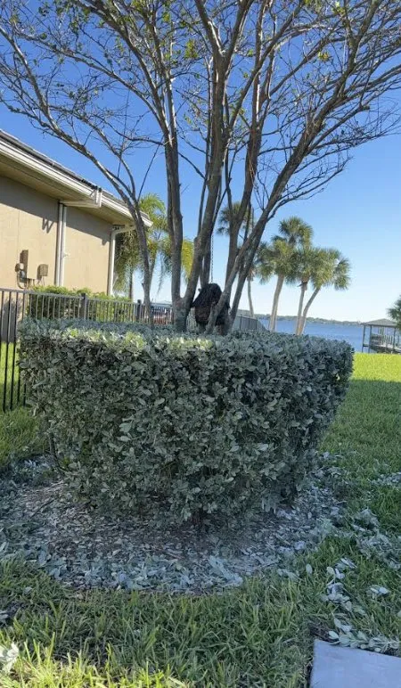 Professional lawn care service in Fellsmere, FL by Rey’s Lawn & Landscaping