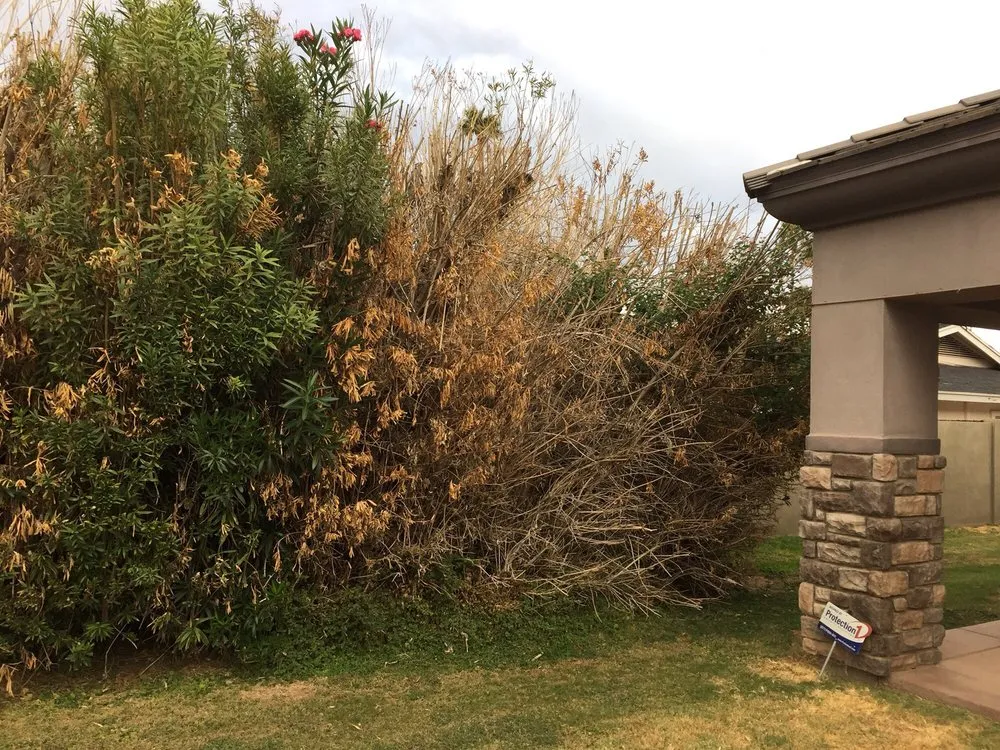 Custom landscaping services experts serving Phoenix, AZ - Rey's Tree Service