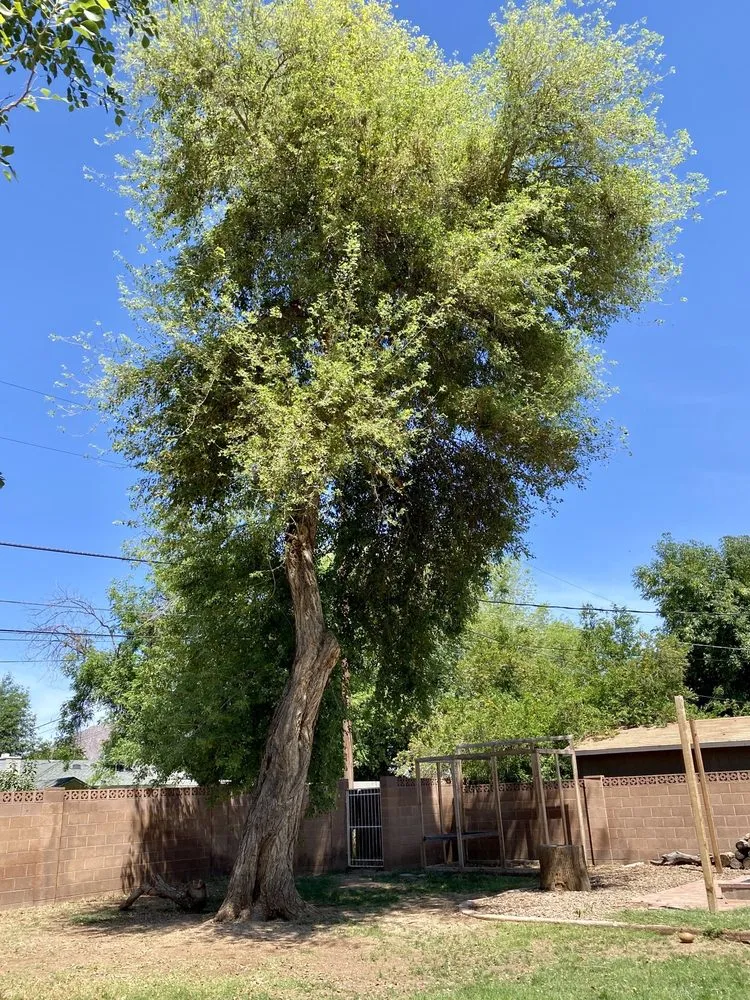 Expert landscape design experts serving Phoenix, AZ - Rey's Tree Service