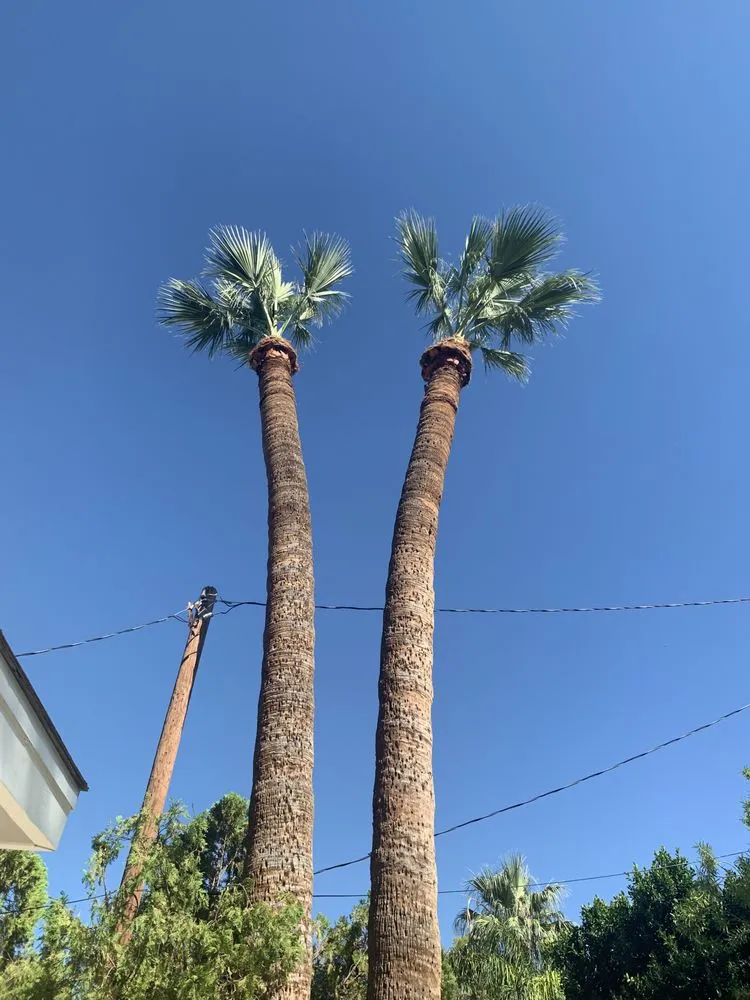 Expert residential landscaping experts serving Phoenix, AZ - Rey's Tree Service