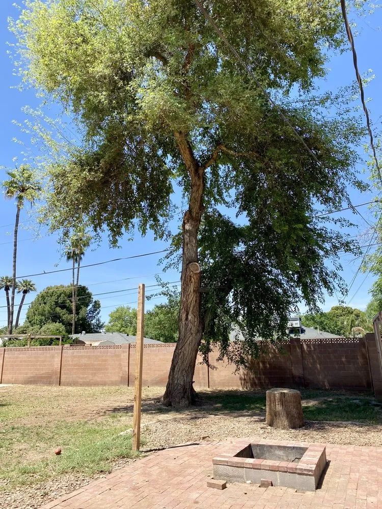 Local residential landscaping in Phoenix, AZ by Rey's Tree Service