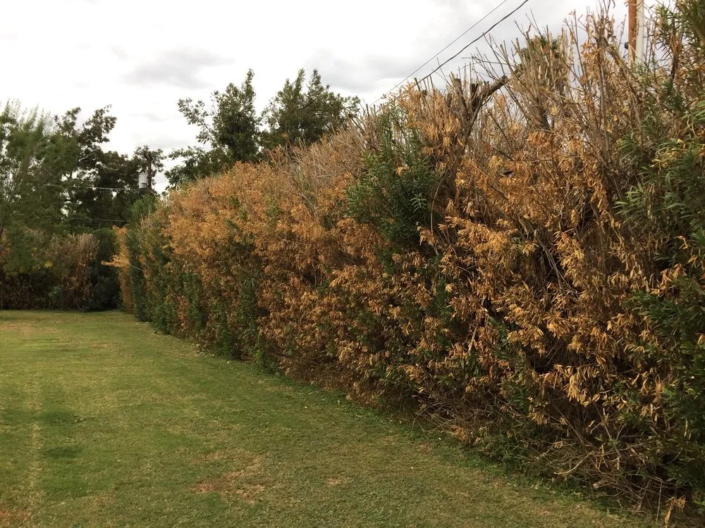 Trusted residential landscaping experts serving Phoenix, AZ - Rey's Tree Service