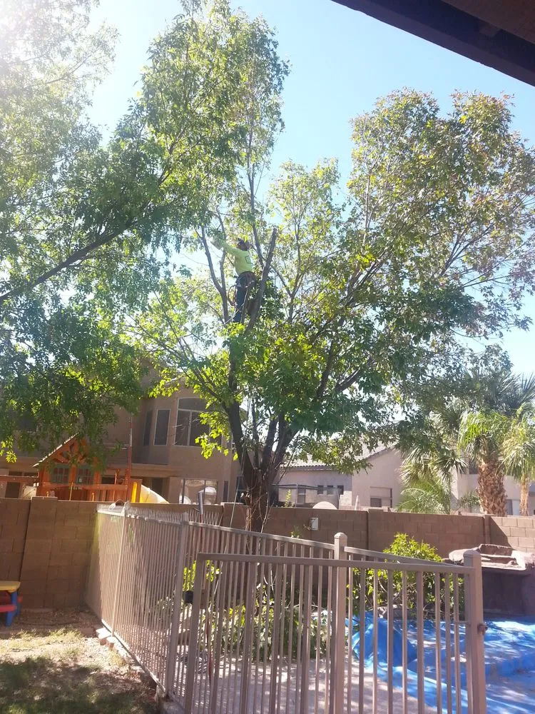 Expert landscape installation in Phoenix, AZ - Rey's Tree Service