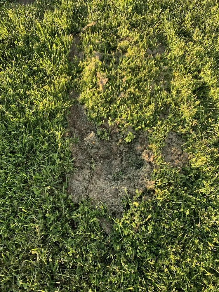 Reliable lawn mowing service in French Camp, CA - Reza Gardening