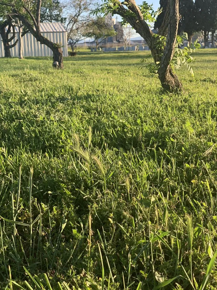 Local outdoor landscaping in French Camp, CA by Reza Gardening