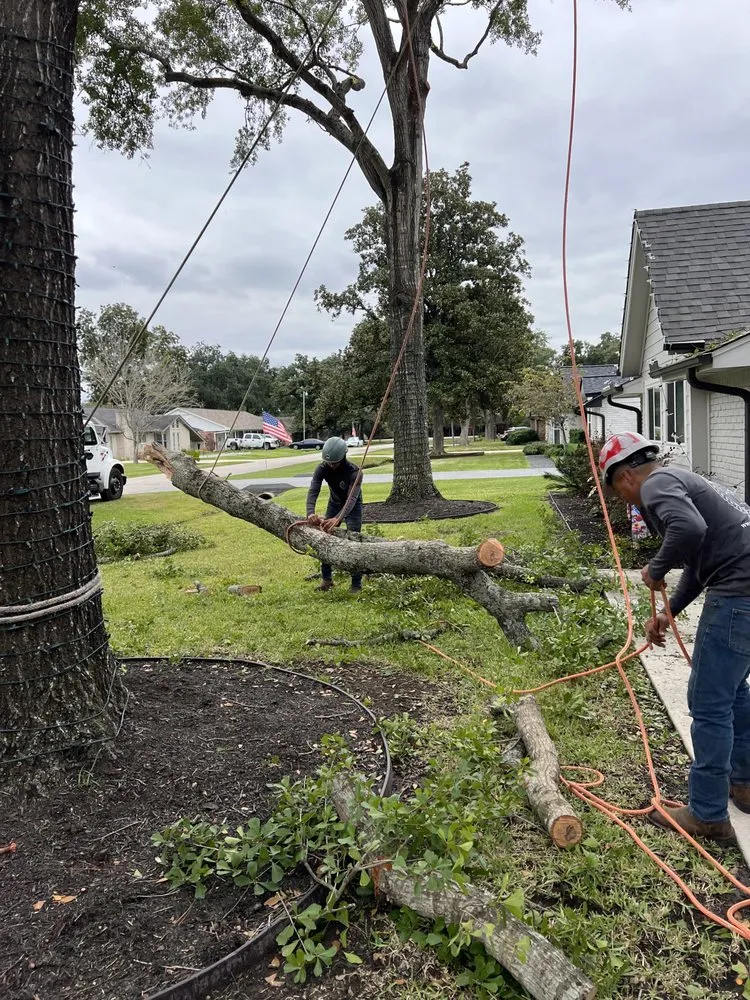 Professional outdoor landscaping experts serving Houston, TX - RF Tree Service
