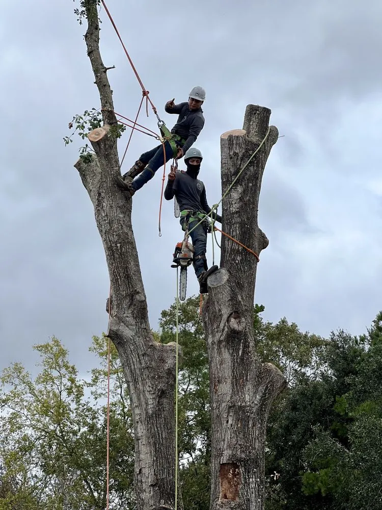 Expert landscape installation in Houston, TX by RF Tree Service