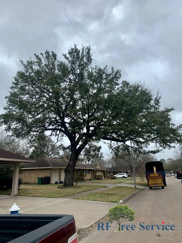 Expert lawn care service with custom design in Houston, TX by RF Tree Service