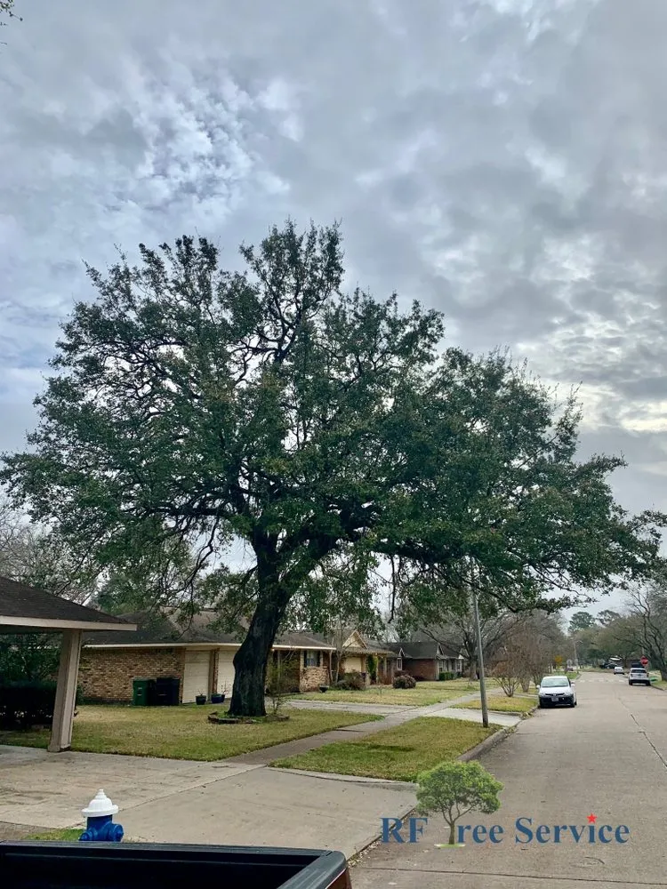 Trusted residential landscaping experts serving Houston, TX - RF Tree Service