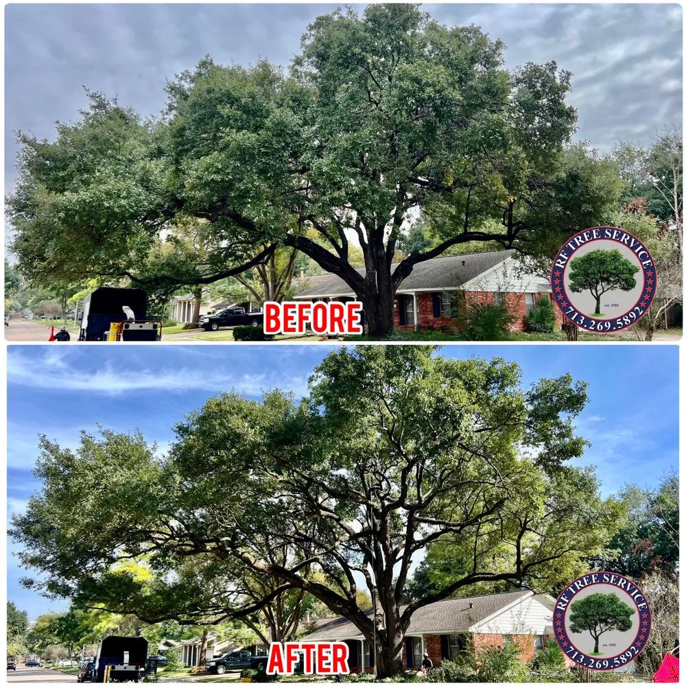 Top-rated yard cleanup service in Houston, TX - RF Tree Service
