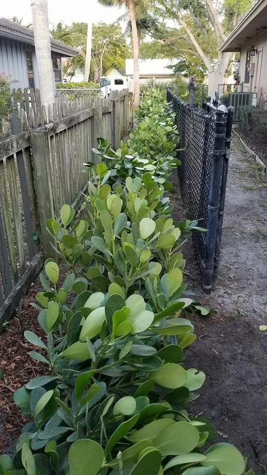 Top-rated landscape installation in Miramar, FL by RFM Landscaping