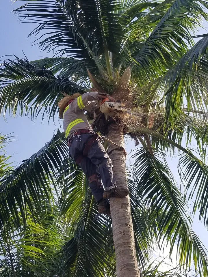 Custom residential landscaping in Miramar, FL - RFM Landscaping