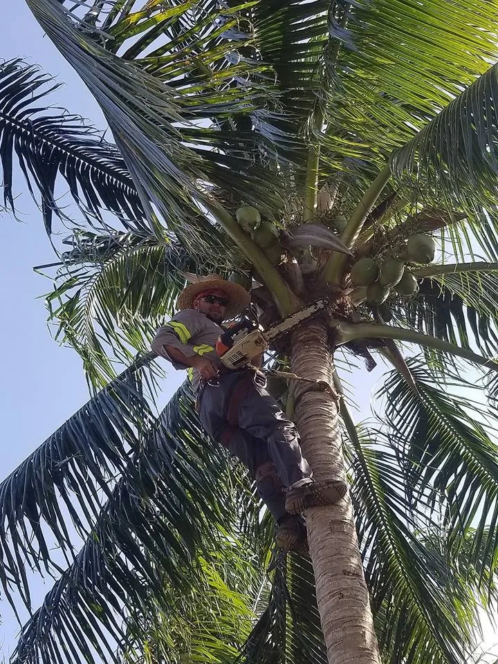 Affordable landscaping services for outdoor upgrades across Miramar, FL - RFM Landscaping