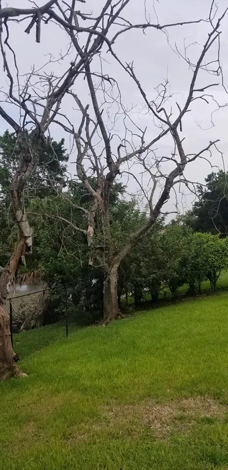 Expert garden landscaping experts serving Miramar, FL - RFM Landscaping