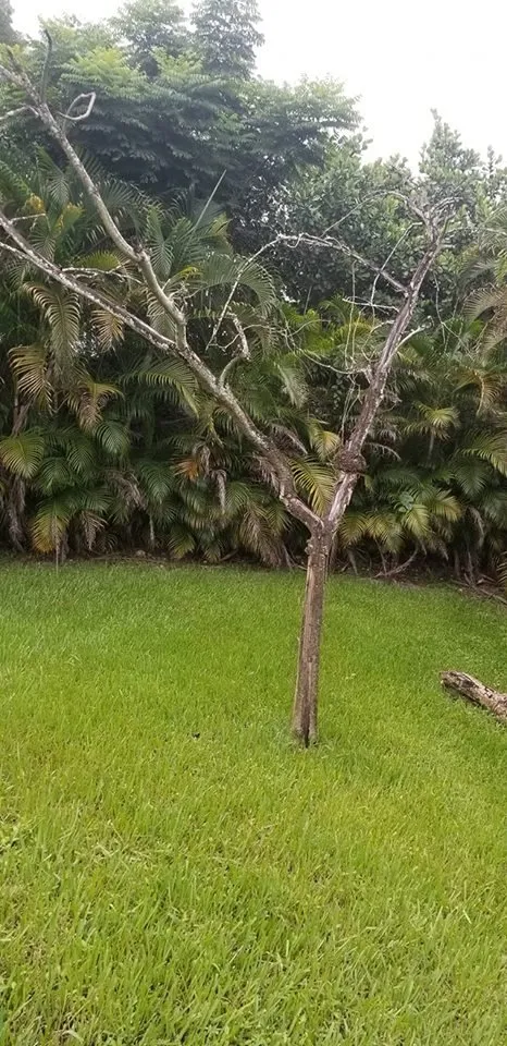 Expert yard cleanup service experts serving Miramar, FL - RFM Landscaping