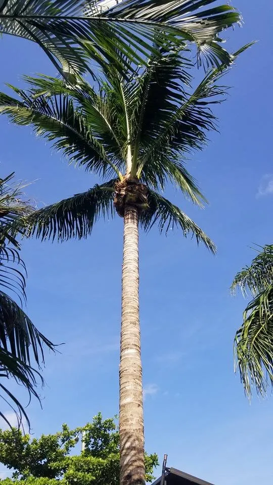 Affordable landscape installation for homes across Miramar, FL - RFM Landscaping