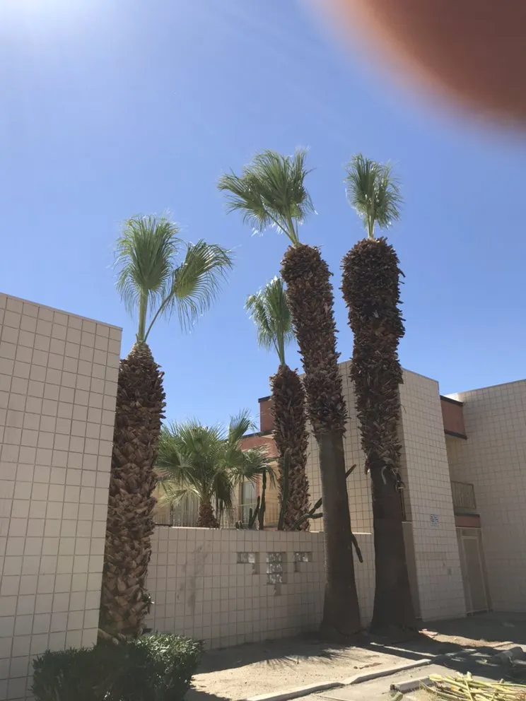 Reliable landscaping services in Coachella, CA - RG Landscape & More