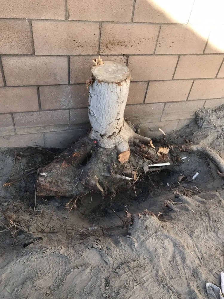 Trusted yard cleanup service in Coachella, CA by RG Landscape & More