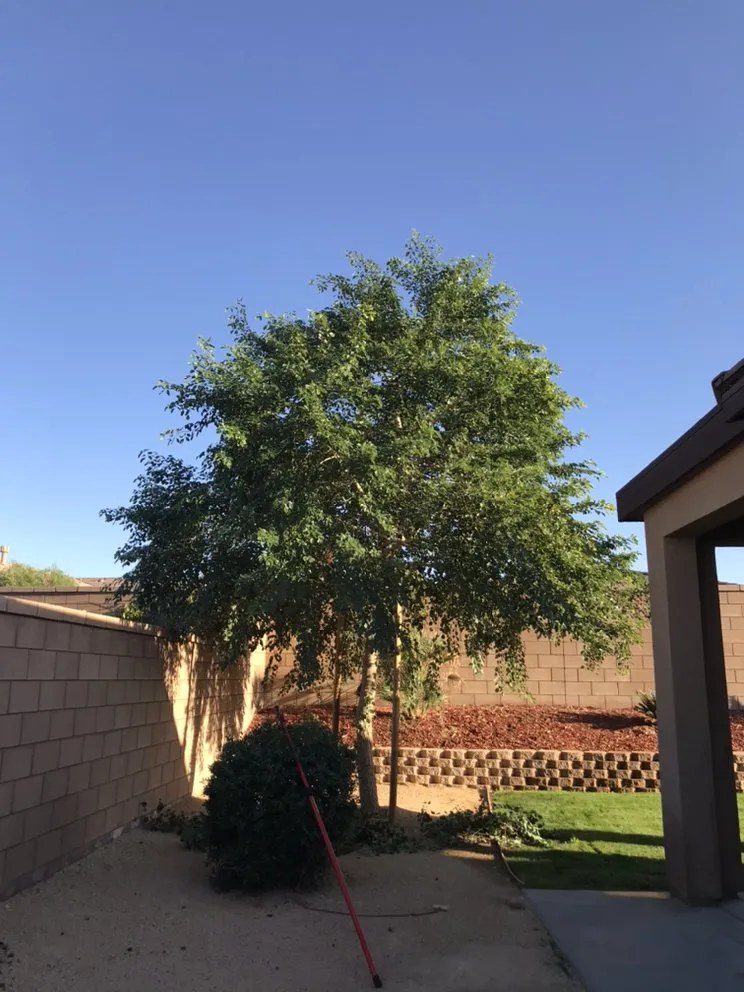 Custom landscape design for year-round maintenance in Coachella, CA by RG Landscape & More