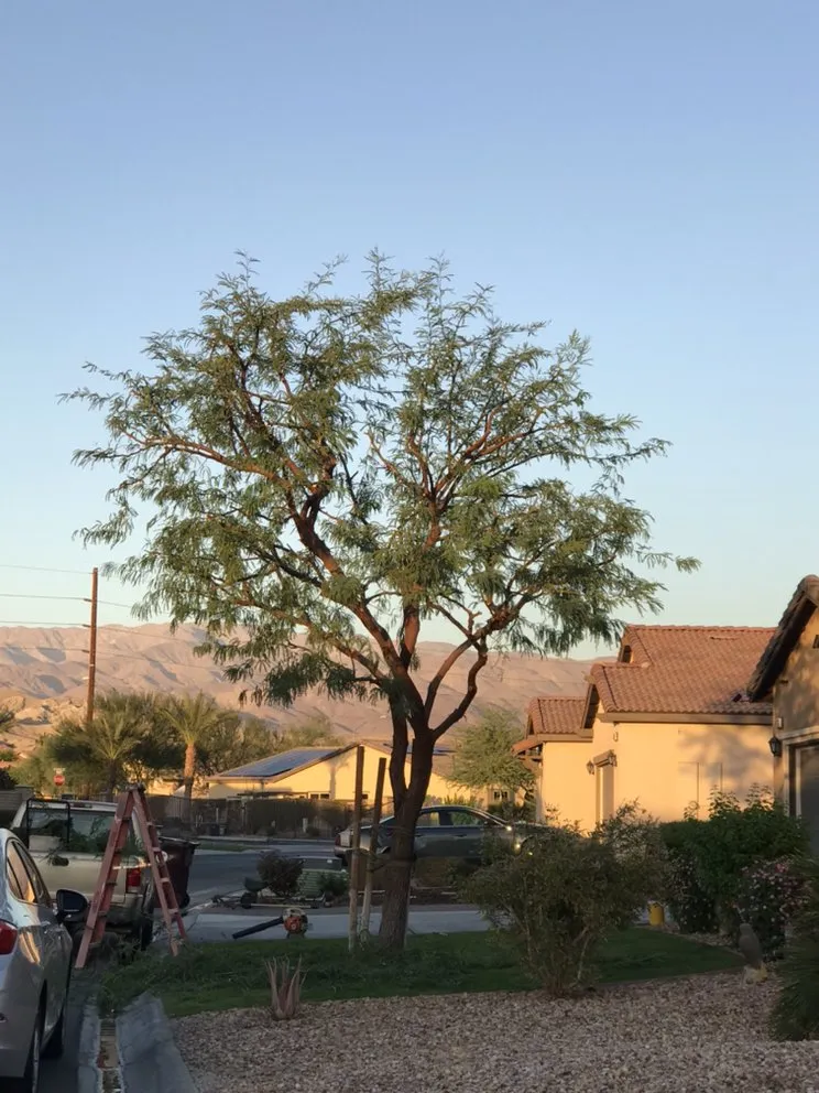 Local garden landscaping for outdoor upgrades in Coachella, CA by RG Landscape & More