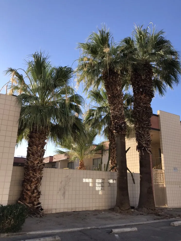 Professional landscape installation in Coachella, CA - RG Landscape & More