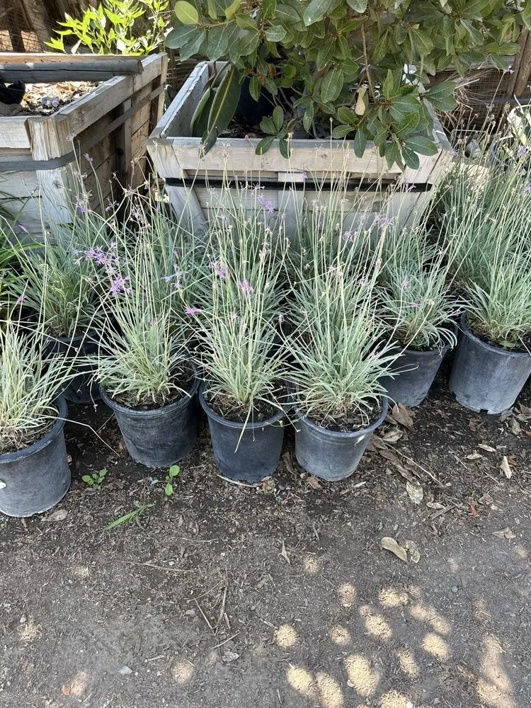 Local outdoor landscaping for homes across Rancho Cucamonga, CA - R.G Landscaping & Design