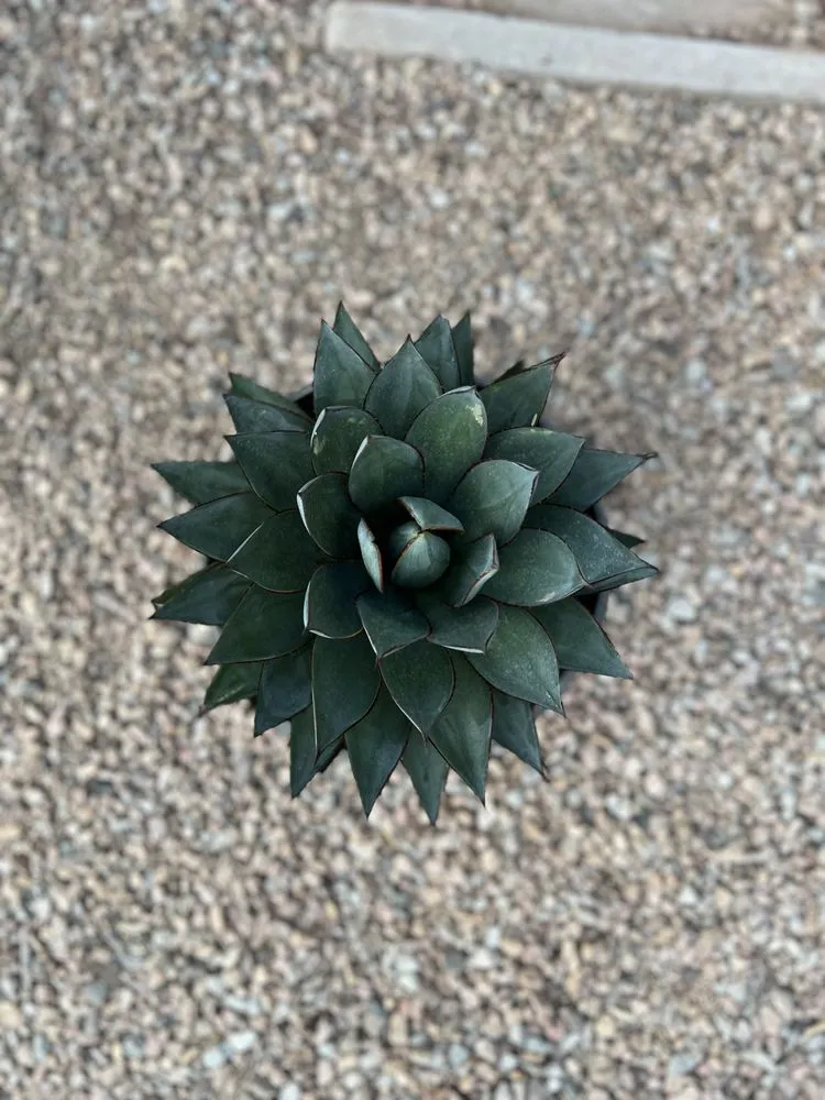 Affordable residential landscaping in Maricopa, AZ by R.G Landscaping