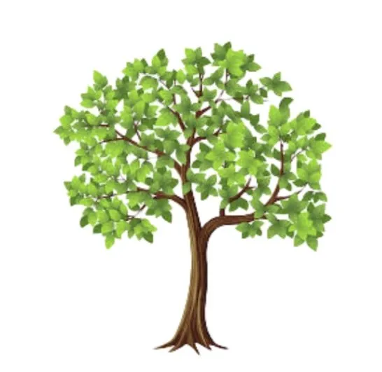 Affordable lawn care service experts serving Maricopa, AZ - R.G Landscaping