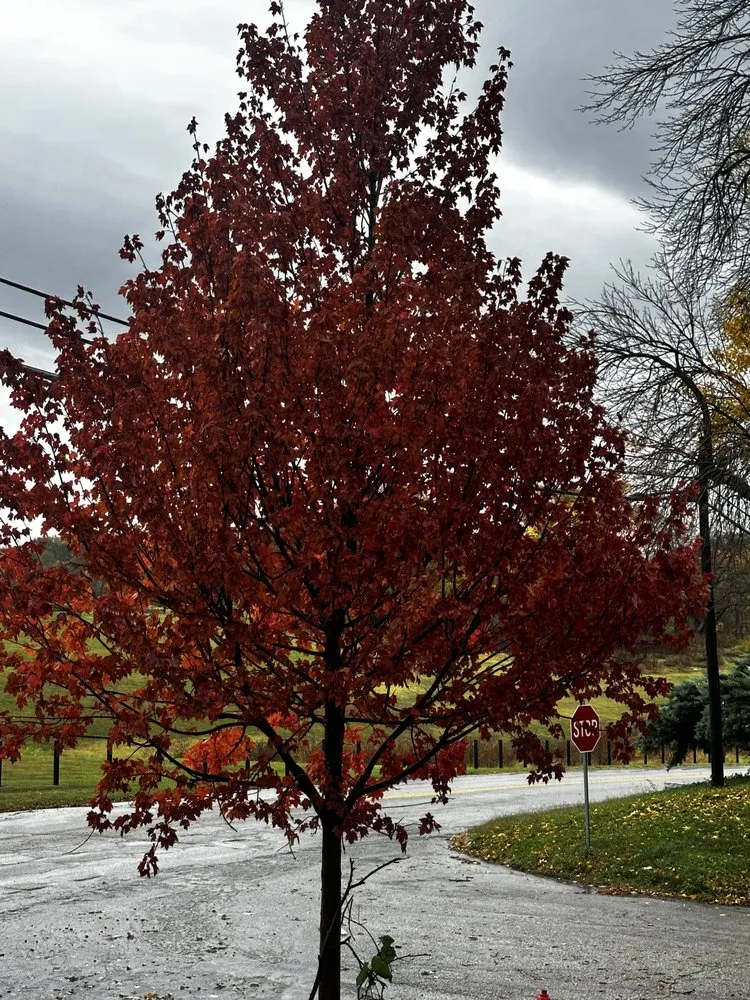 Top-rated garden landscaping for outdoor upgrades in Kansas City, KS by R&G Lawn & Landscape