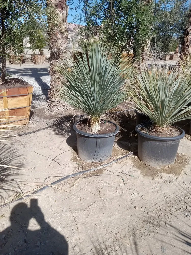 Trusted residential landscaping experts serving Desert Hot Springs, CA - Rg Lawn Care