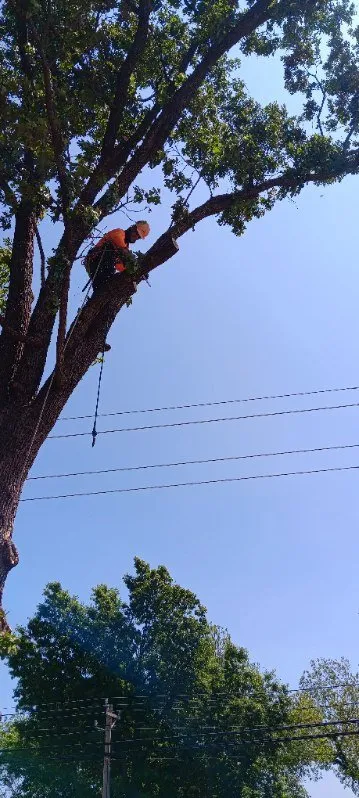 Affordable lawn care service in Stillwater, OK by RGC Tree Lawn and Landscaping