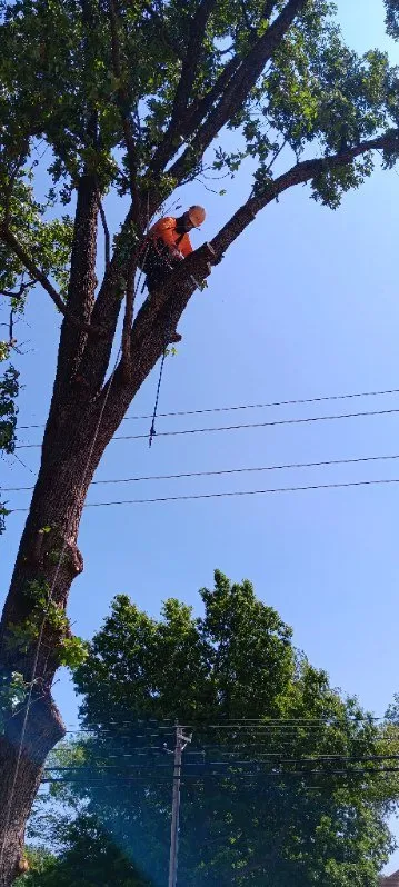 Expert yard cleanup service in Stillwater, OK - RGC Tree Lawn and Landscaping