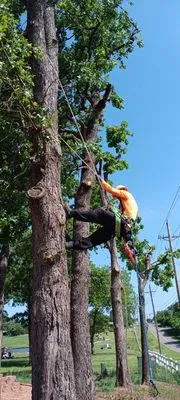 RGC Tree Lawn and Landscaping Logo