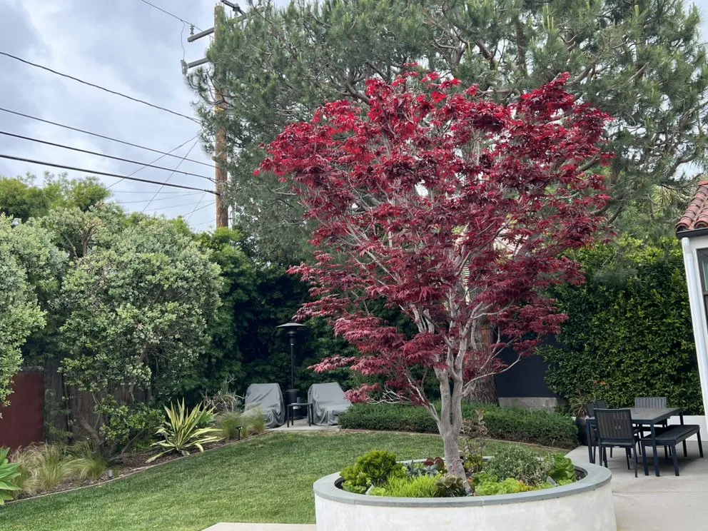 Reliable landscaping services in Los Angeles, CA by RGL Landscaping Services