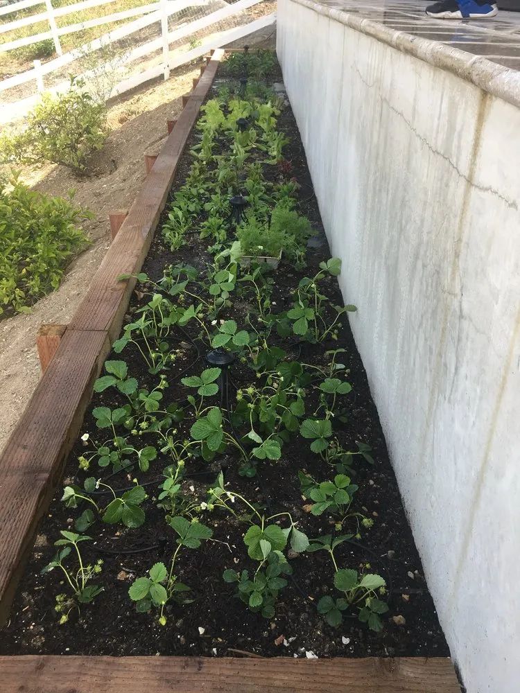 Professional lawn care service experts serving Los Angeles, CA - RGL Landscaping Services