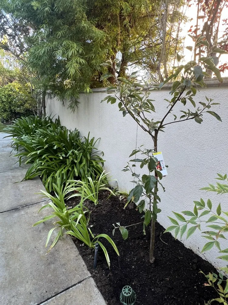 Trusted yard cleanup service near you in Los Angeles, CA by RGL Landscaping Services