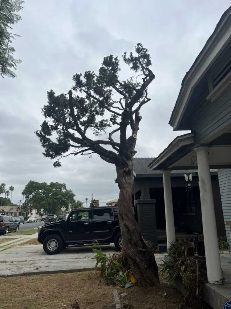 Local landscape installation for homes in Los Angeles, CA by RGL Landscaping Services