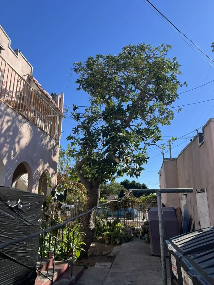 Top-rated lawn care service in Los Angeles, CA by RGL Landscaping Services