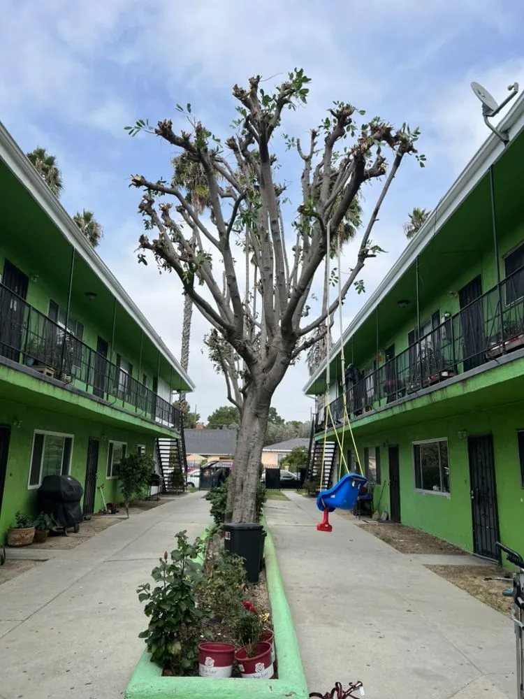 Local landscape installation in Los Angeles, CA - RGL Landscaping Services