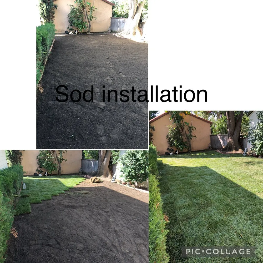 Custom yard cleanup service in Lancaster, CA - RGM Tree Services