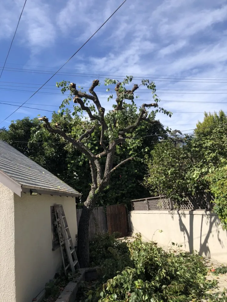 Local lawn mowing service in Lancaster, CA by RGM Tree Services