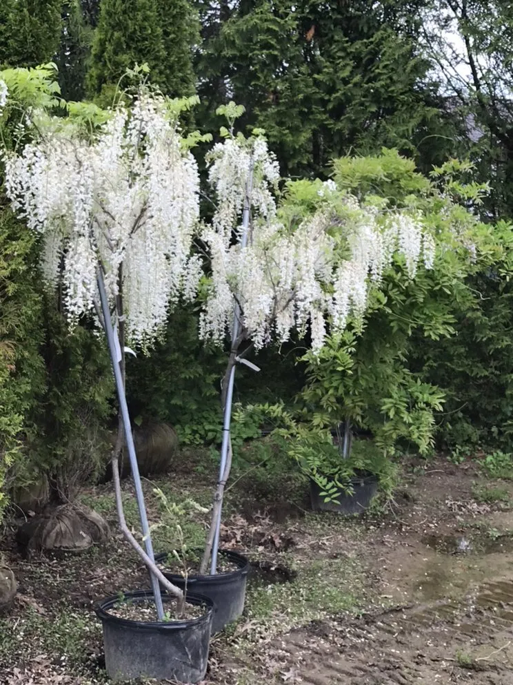 Professional yard cleanup service with custom design in East Hampton, NY by RGR GARDEN SERVICES.