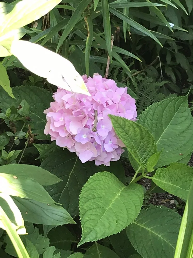 Custom landscape installation near you across East Hampton, NY - RGR GARDEN SERVICES.