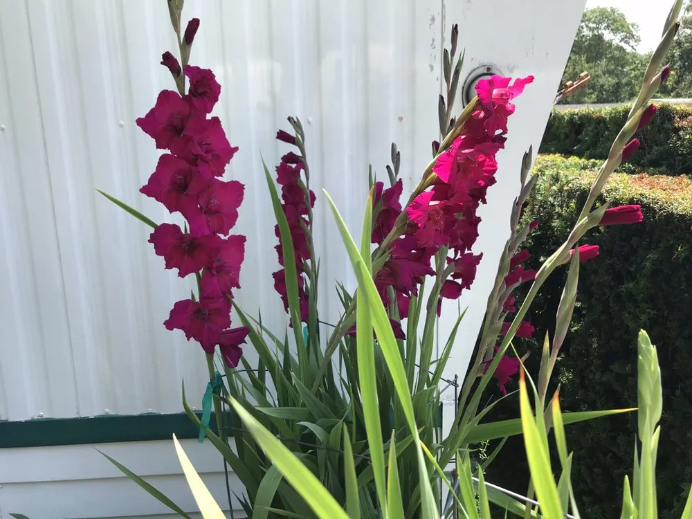 Reliable outdoor landscaping in East Hampton, NY by RGR GARDEN SERVICES.