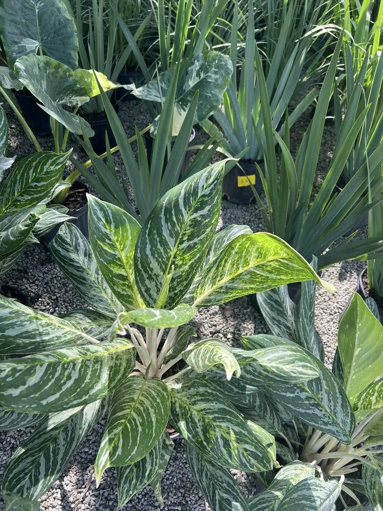 Trusted residential landscaping with custom design in Miami, FL by RGS Garden and Nursery