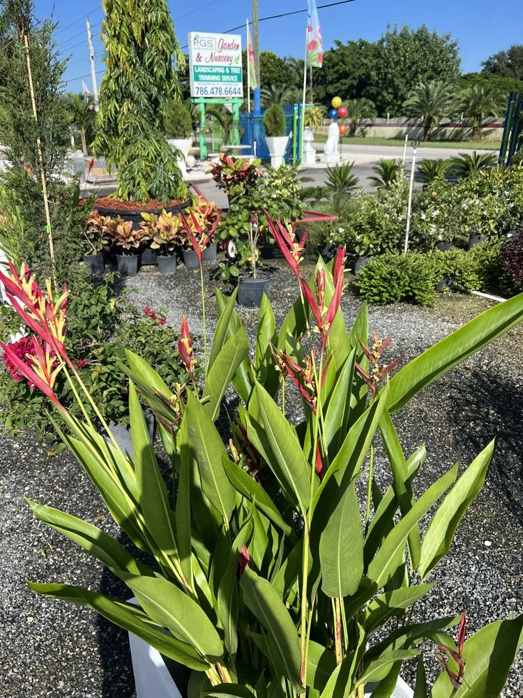 Affordable landscape design in Miami, FL by RGS Garden and Nursery